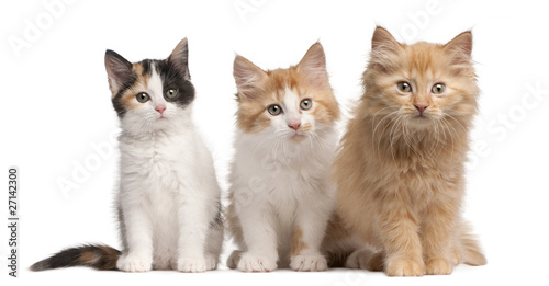 Plakat portret ładny kot kociak ssak