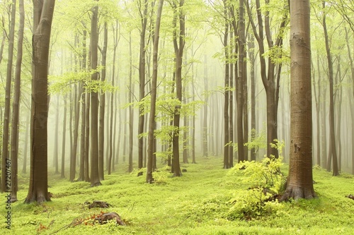 Fotoroleta natura lato góra dąb park