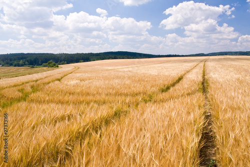 Plakat pejzaż jęczmień natura mąka lato