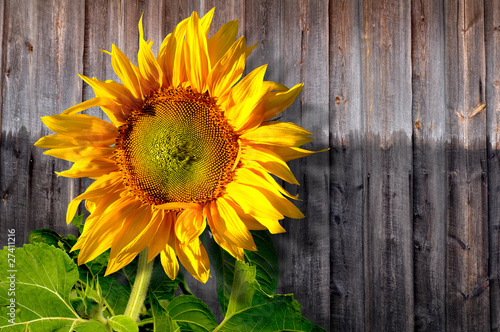 Plakat słonecznik kwiat słońce 