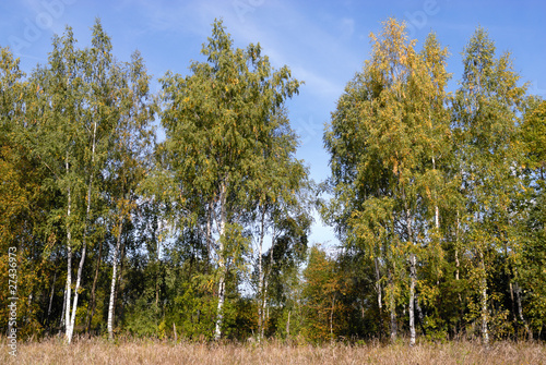 Fototapeta roślina drzewa park