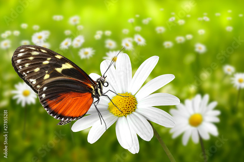 Fototapeta motyl lato rumianek