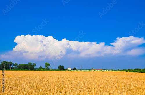 Obraz na płótnie pszenica wzór trawa niebo