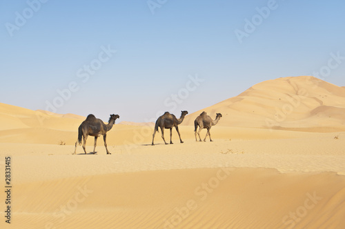 Fototapeta niebo natura arabski