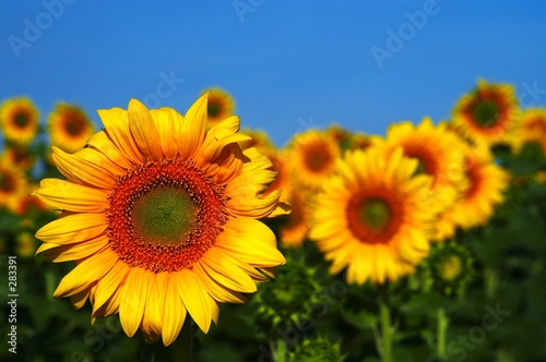 Fototapeta lato słońce kwiat słonecznik