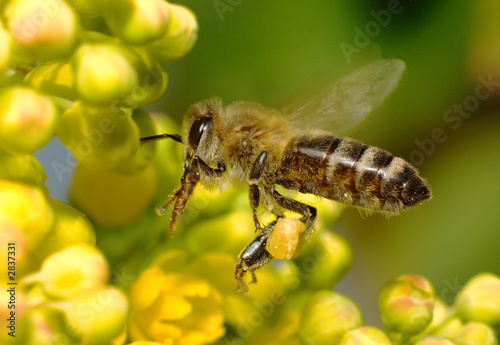 Fototapeta ogród kwiat pomarańczowy pasiasty bee