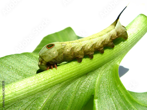 Plakat motyl dziki zwierzę zielony