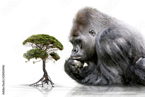 Plakat drzewa zwierzę małpa futro