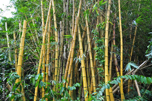 Obraz na płótnie park bambus natura