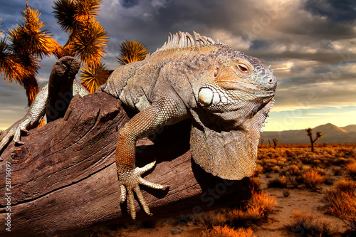 Plakat galapagos ameryka południowa narodowy