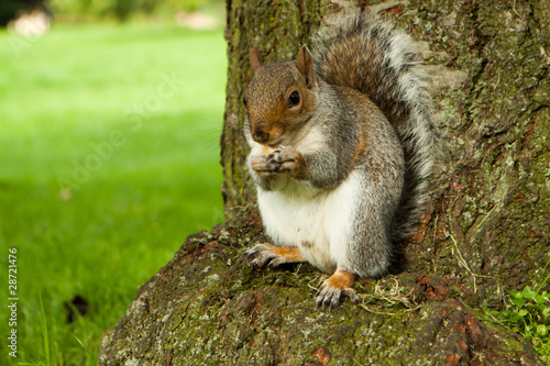 Obraz na płótnie park jesień gryzoń