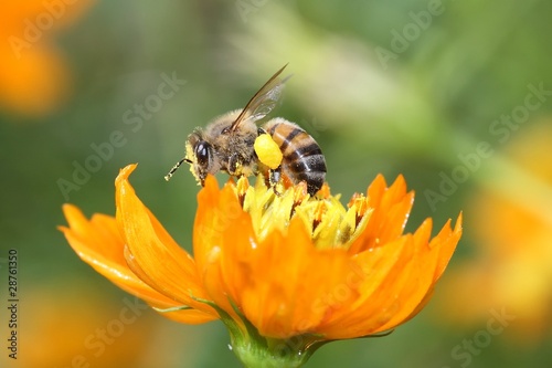 Fotoroleta natura rolnictwo teren osa owad