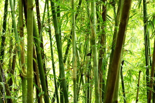 Obraz na płótnie japoński roślina bambus