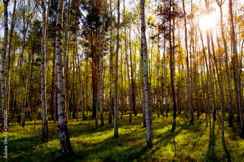 Obraz na płótnie szwecja północ natura skandynawia słońce