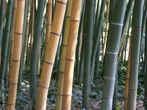 Fototapeta natura tropikalny japonia