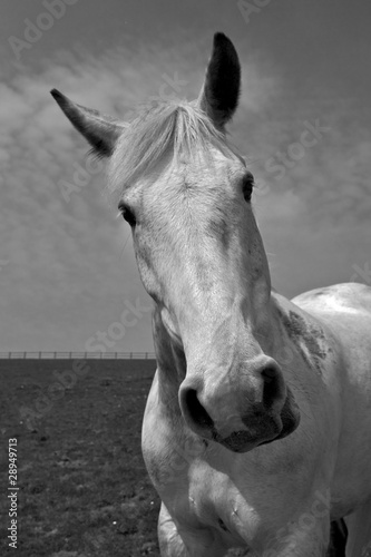 Plakat natura portret koń piękny