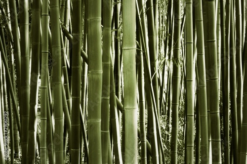 Obraz na płótnie bambus japonia roślina azja