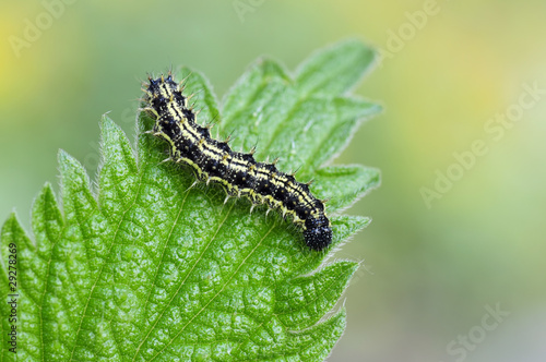 Plakat las natura fauna park motyl