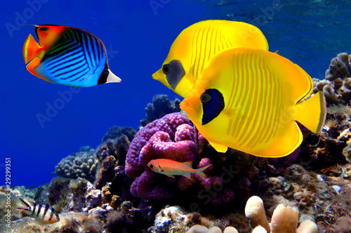 Obraz na płótnie witalność koral ruch