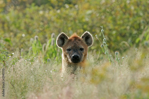 Naklejka twarz natura portret zwierzę