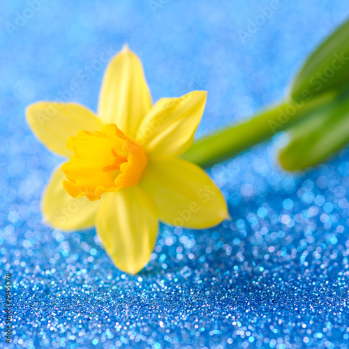 Obraz na płótnie kwiat ogród narcyz sprężyna