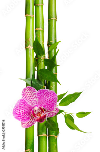 Plakat storczyk roślina drzewa kwiat bambus