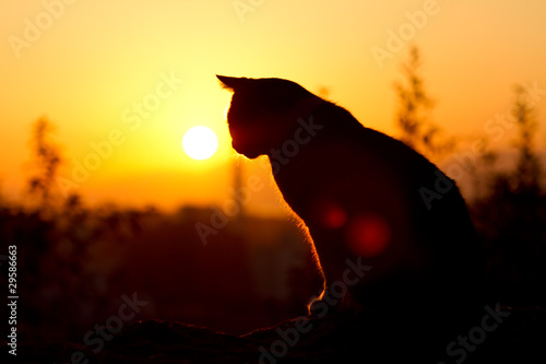 Naklejka Wizerunek kota o zachodzie słońca