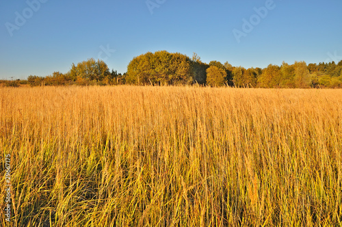 Fotoroleta lato las spokojny rolnictwo natura