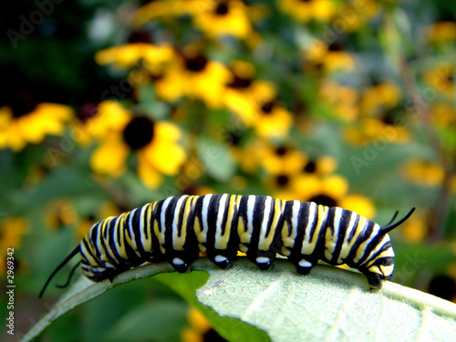 Obraz na płótnie bezdroża kwiat natura motyl larwa