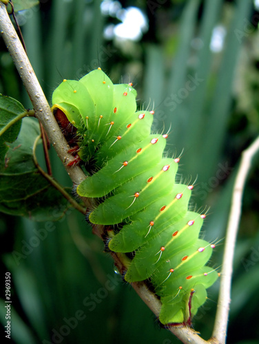 Plakat bezdroża motyl kwiat