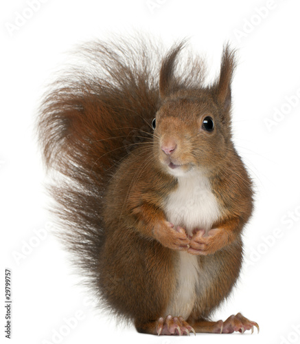 Obraz na płótnie zwierzę gryzoń dziki ładny wiewiórka