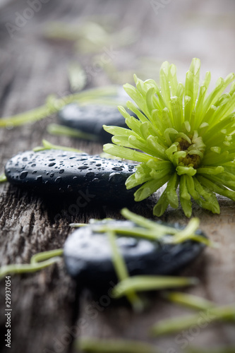 Plakat zen natura wellnes kwiat spokojny