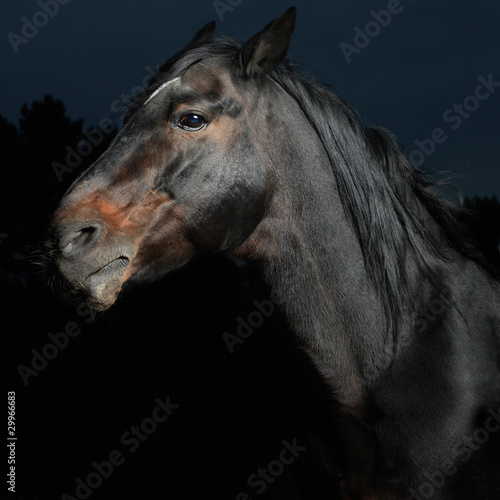 Fototapeta arabian twarz źrebak zwierzę natura