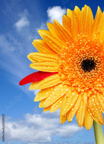 Plakat gerbera natura słonecznik