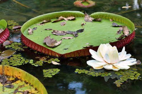 Fototapeta las kwiat natura brazylia