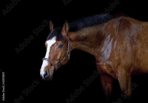 Fotoroleta zwierzę zatoka arabian portret rasowy