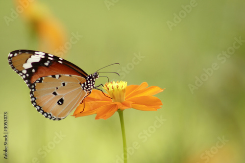 Fotoroleta motyl kwiat zwierzę