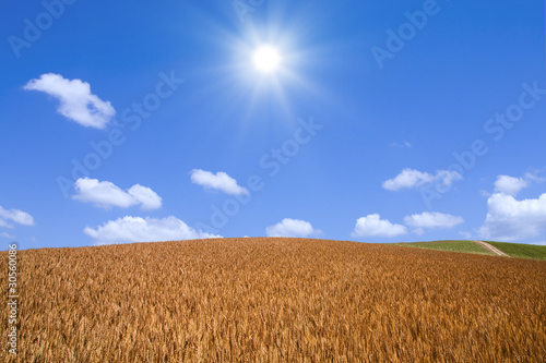 Fototapeta pejzaż drzewa natura