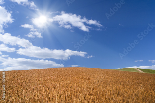 Fotoroleta wiejski drzewa roślina