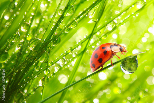 Naklejka roślina świeży pastwisko natura napój