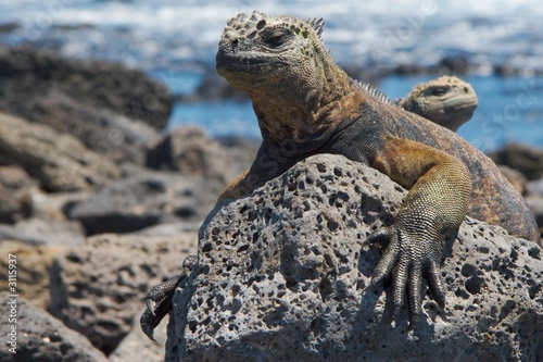 Fotoroleta natura dinozaur gad dziki