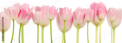 Plakat kwiat świeży tulipan obraz