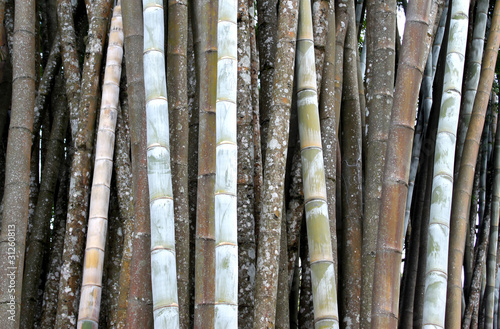 Obraz na płótnie roślina natura bambus azjatycki