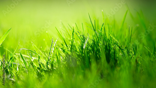 Naklejka słońce trawa ogród