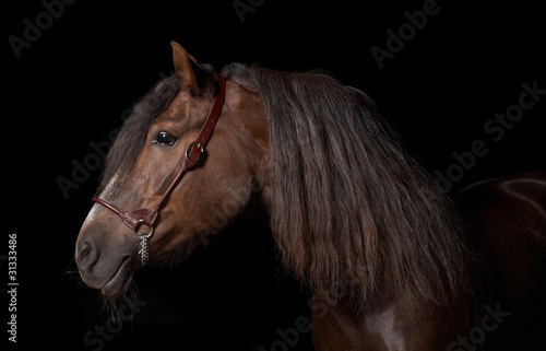 Fototapeta ssak zatoka rasowy ogier