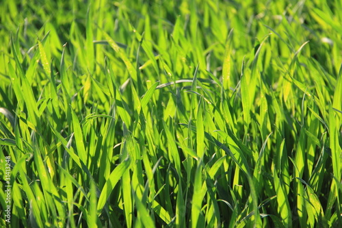 Fototapeta rolnictwo zdrowy witalność natura