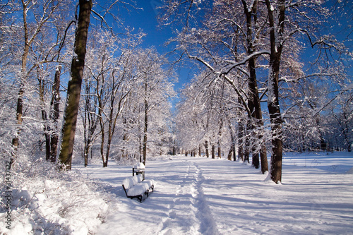 Fotoroleta pole las perspektywa natura pejzaż