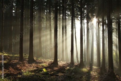 Fotoroleta roślina sosna widok las