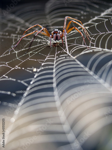 Fotoroleta lato pająk natura