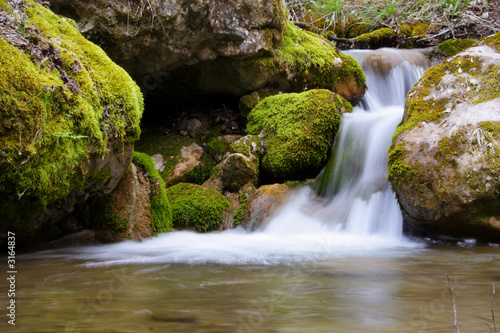 Naklejka spokojny ukraina drzewa natura roślina